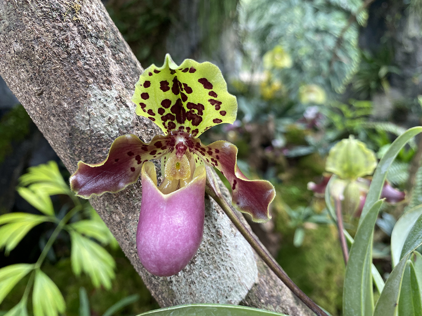 花朵上有个小兜兜的兜兰.食虫植物.这家伙已经吃了好几只老鼠.