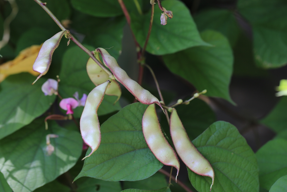 白色的扁豆花与豆荚