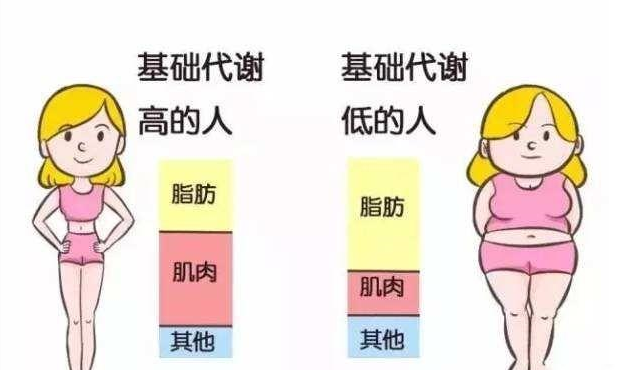 为什么中年容易发福,发福容易长肚子?3个建议保持腹部平坦紧致|热量|代谢|肚子_新浪新闻