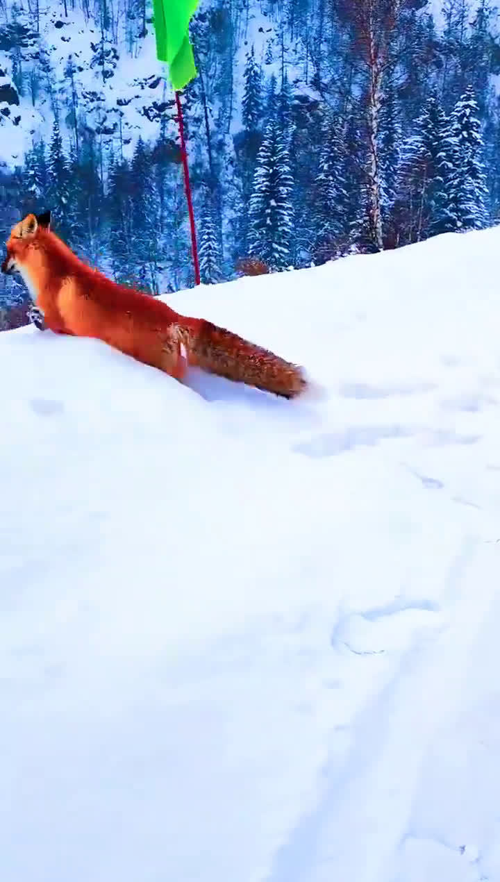 这只赤狐太美了,像画里走出来的千年狐仙一样!