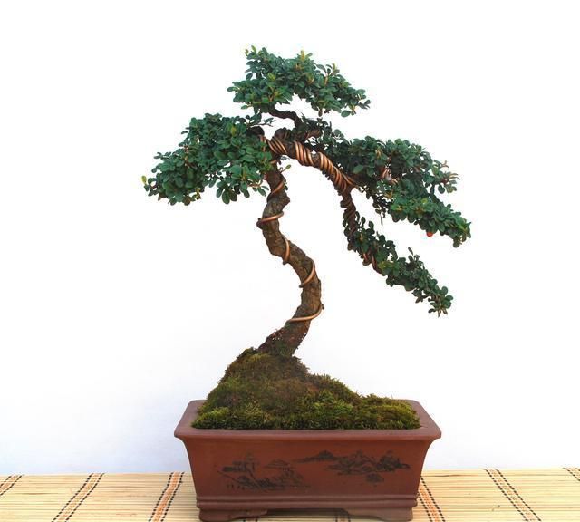 平枝荀子做盆景如何初步定型做好这几点很重要