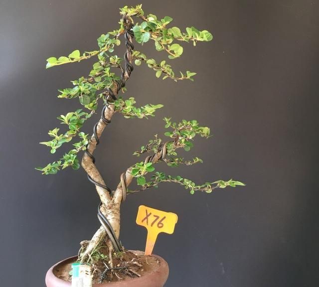 平枝荀子做盆景如何初步定型做好这几点很重要