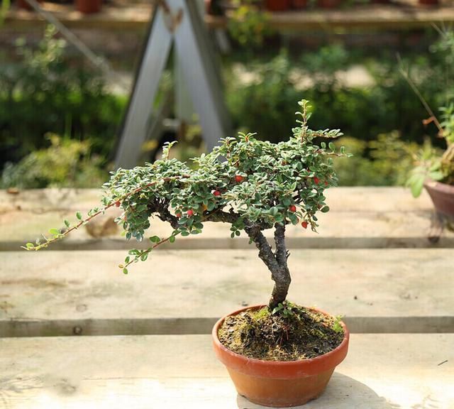 其中小叶荀子常绿;平枝荀子在北方落叶,花期5-6月份,霜降后叶子转为红