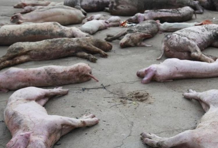 屋里电源突然短路,导致许多猪意外死亡,主人发现后抱头痛哭!