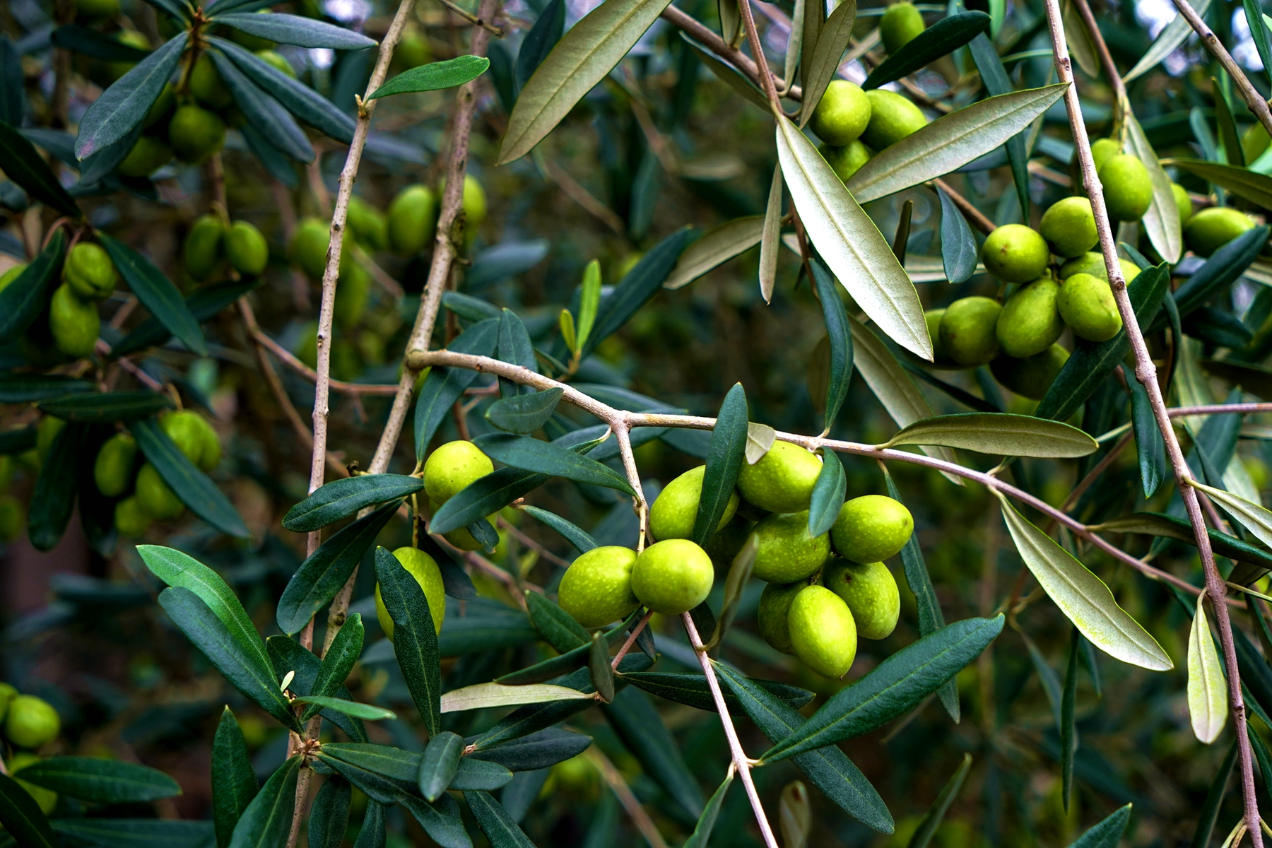 高清大图:油橄榄喜获大丰收,2021广元第三届紫爵大朝榨油节开幕|油