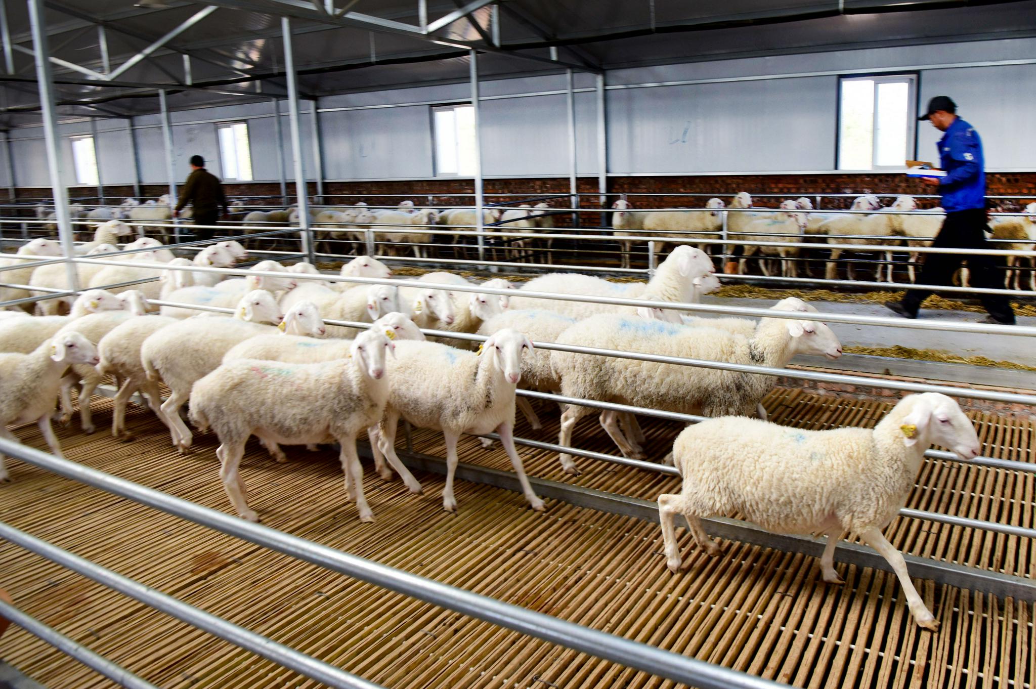 陕西榆林发展湖羊规模养殖