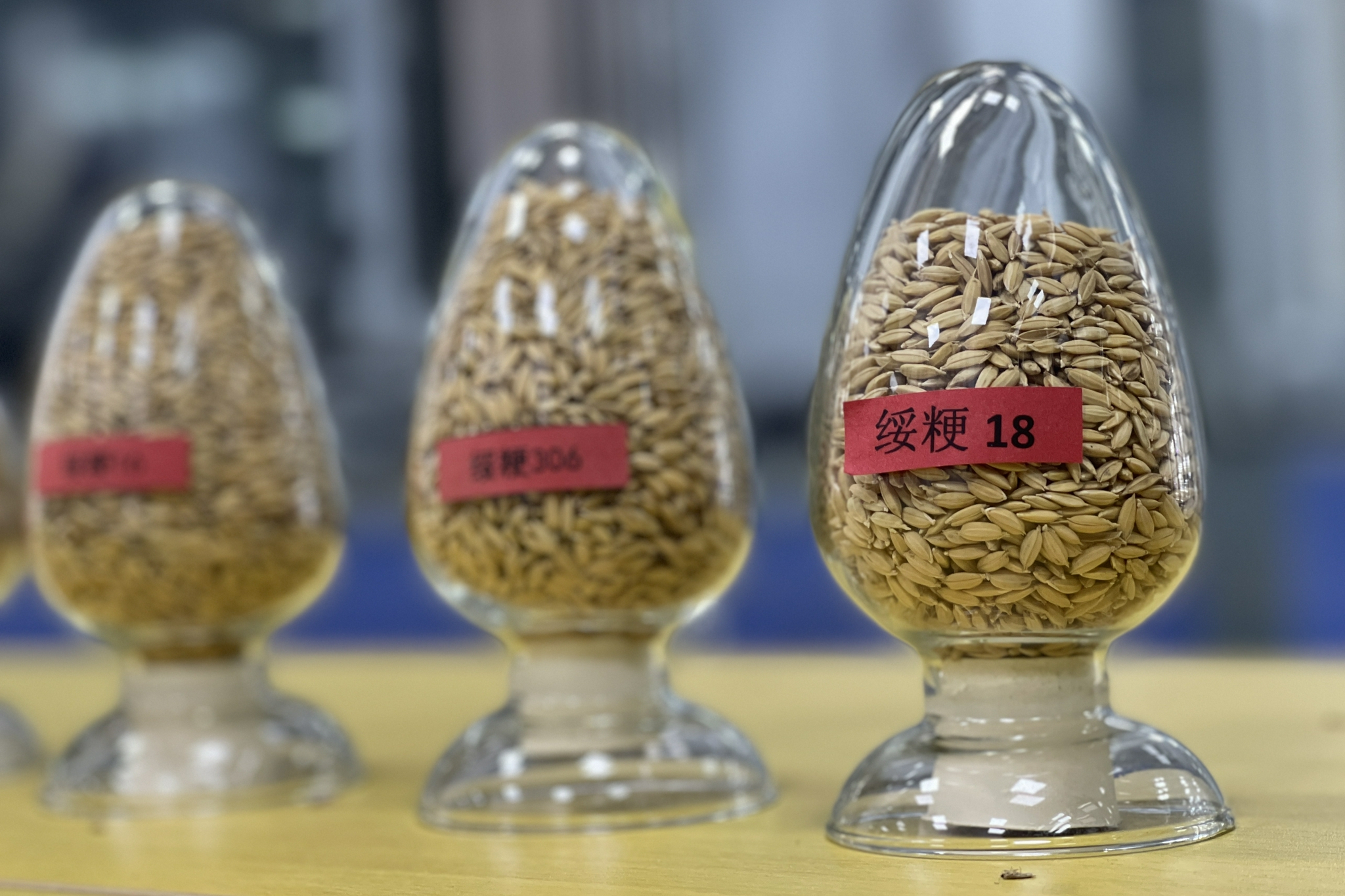 龙绥199水稻品种图片