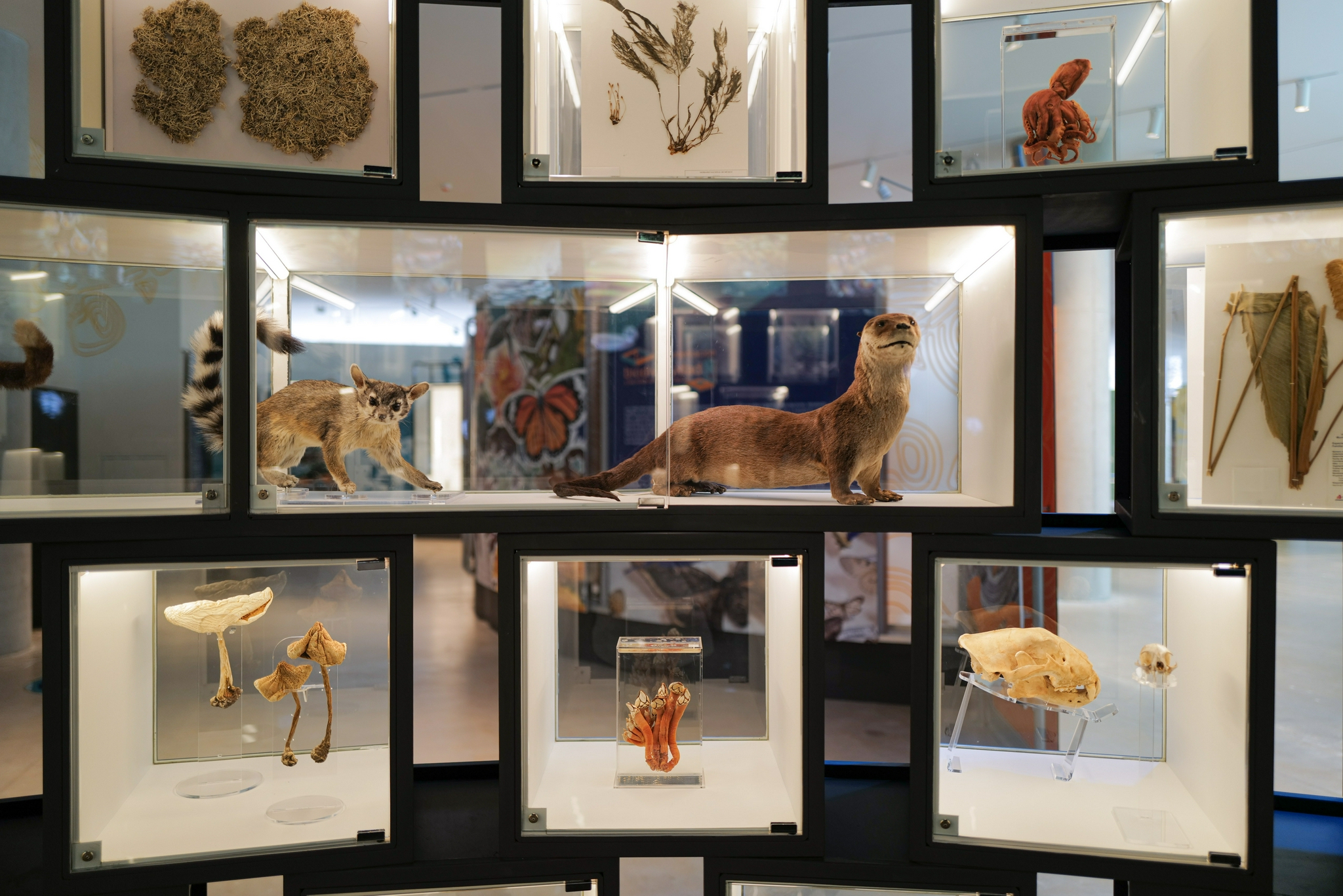 墨西哥国家生物多样性馆将对外开放