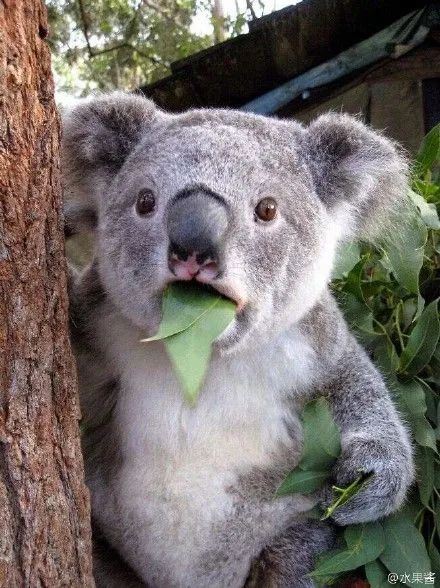 她瘦了30斤?|范湉湉|奇葩说_新浪新闻