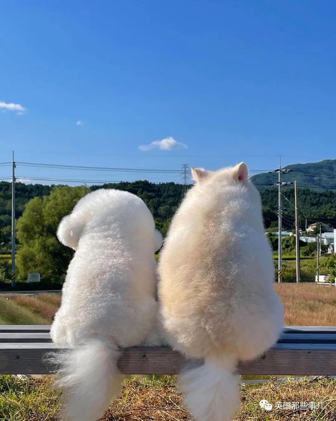 一只棉花糖狗狗,圆润的背影,一转正面原来还是小戏精啊!|狗_新浪新闻