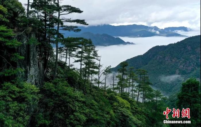 资料图：武夷山国家公园云海松涛。王东明 摄