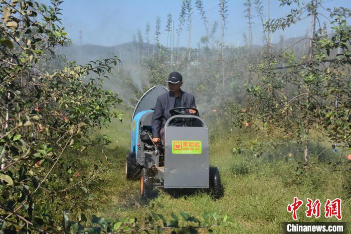 前瓜峪村村民宋秀停通过机械设备给苹果树浇水. 吕妍 摄