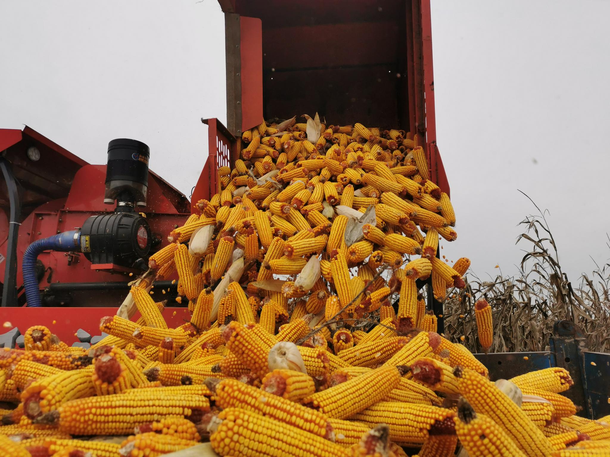 黄土塬上的"双抢"——山西大宁灾后秋收见闻