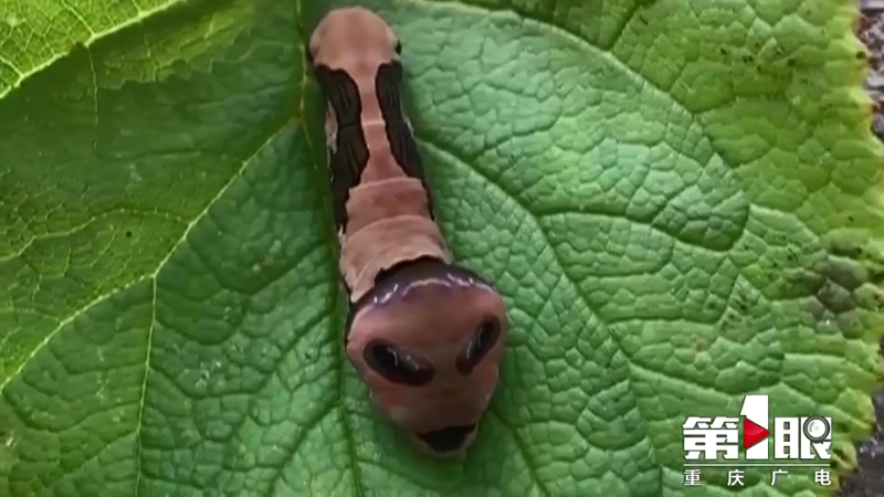 乍看像个外星人这种神奇怪虫出没在多地更惊喜的还在后头
