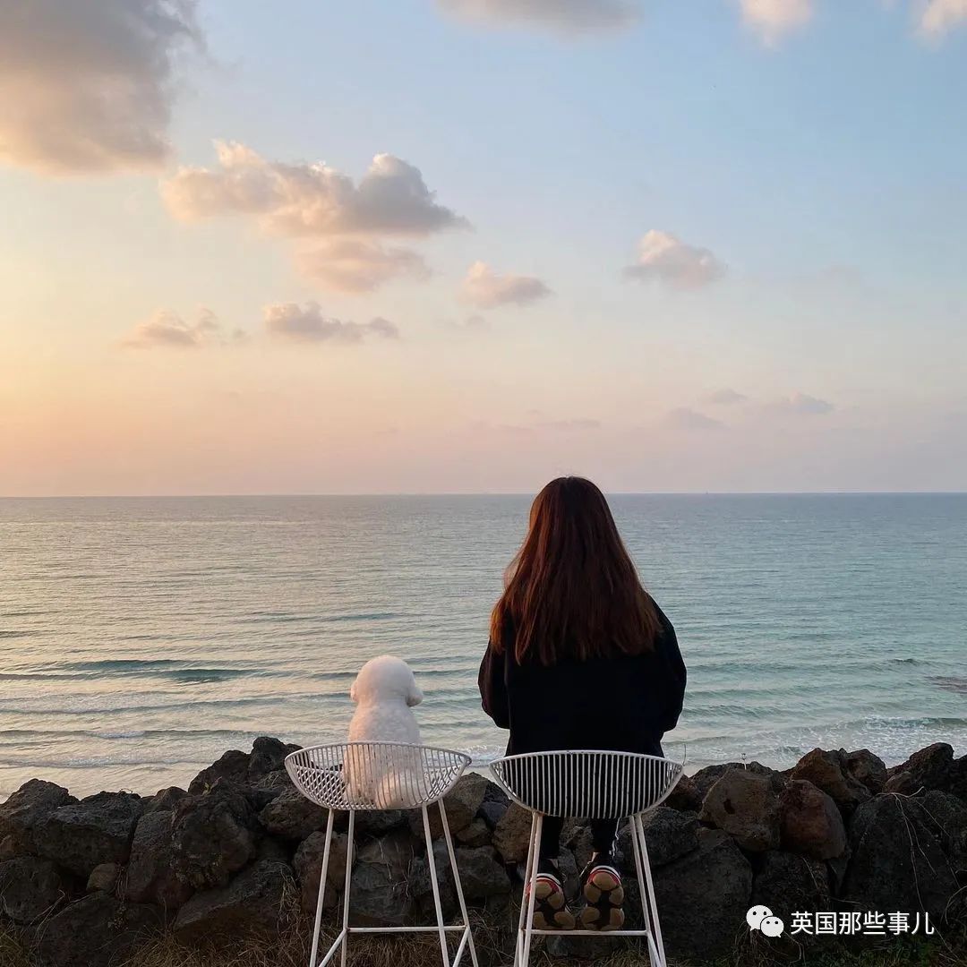 一只棉花糖狗狗,圆润的背影,一转正面原来还是小戏精啊!|狗_新浪新闻