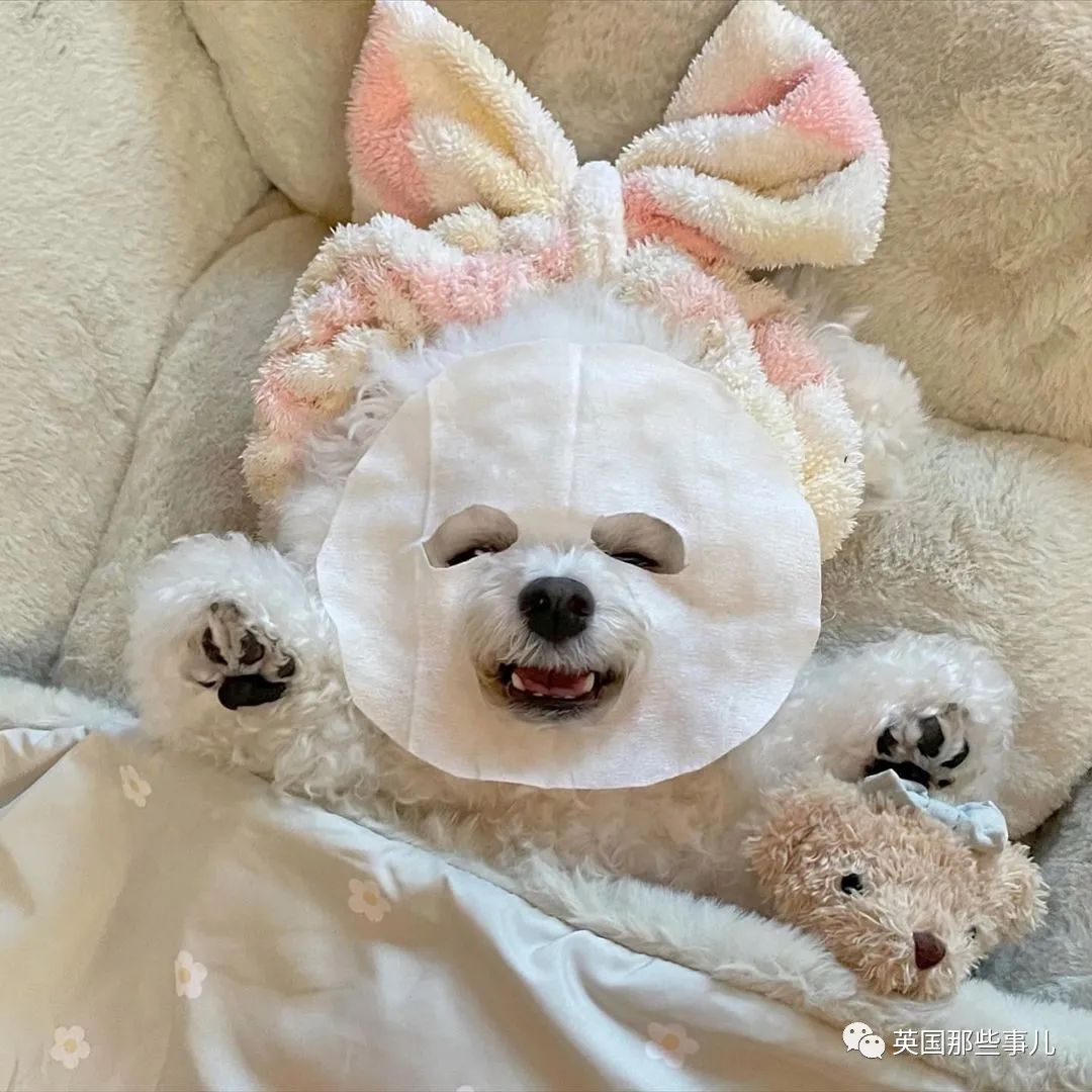 狗狗乖巧像个毛绒玩具,配合铲屎官"敷面膜",表情丰富多变,小可爱堪称