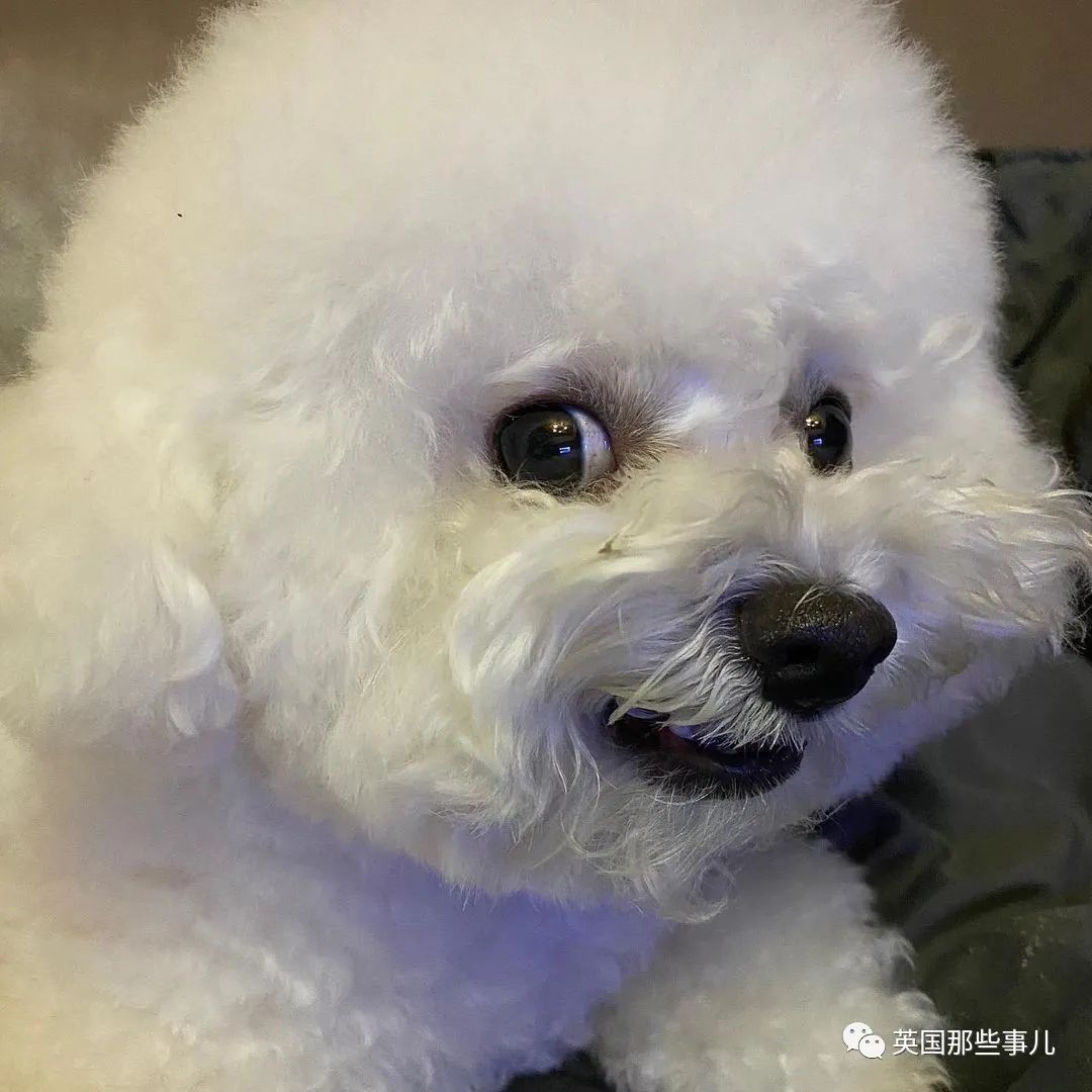一只棉花糖狗狗,圆润的背影,一转正面原来还是小戏精啊!|狗_新浪新闻