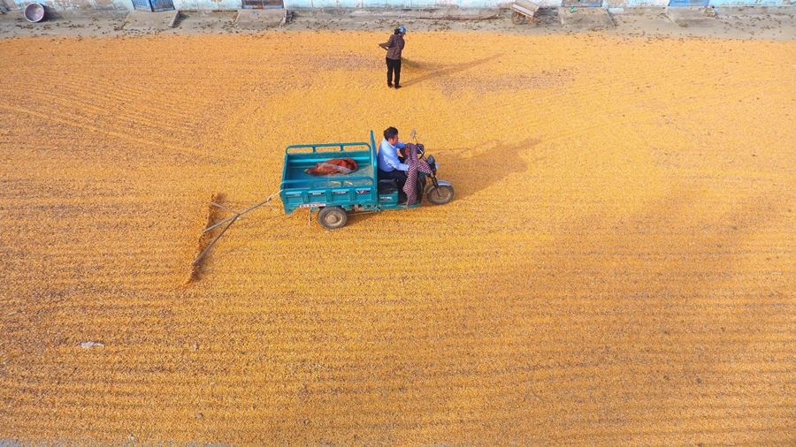玉米晾晒忙|玉米|鑫浩|家庭农场_新浪新闻