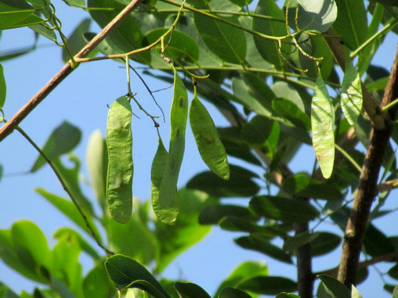 农村砍檀树来当柴烧,却不知道它是高档家具的原料,价值很高__财经头条