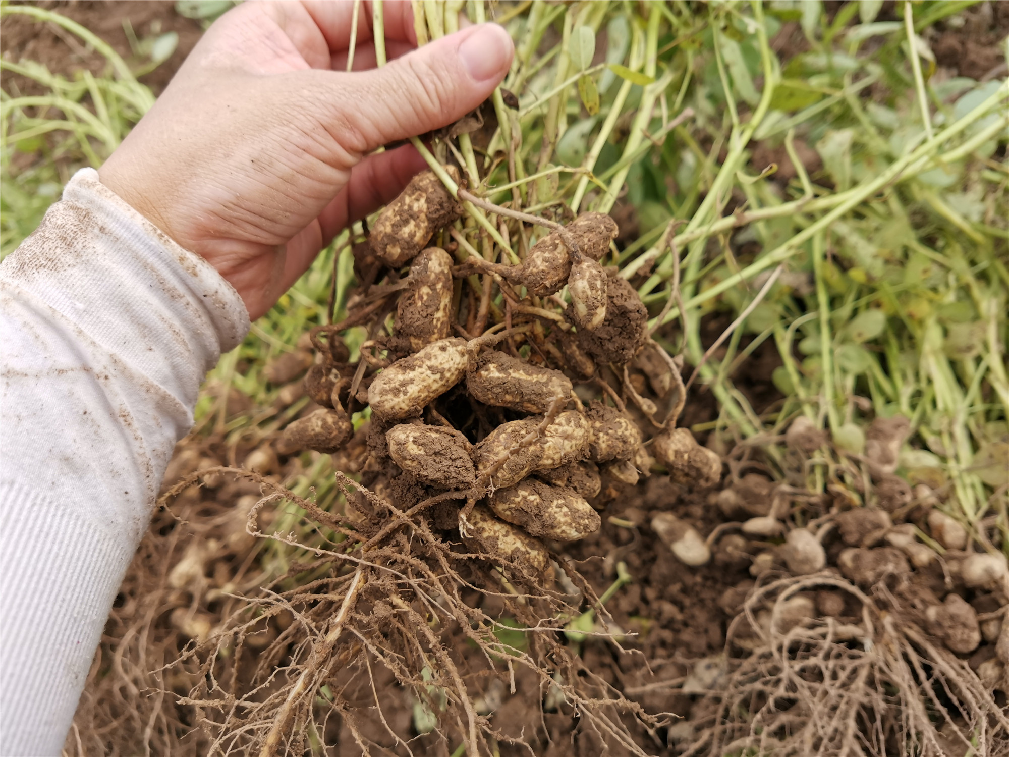 今年人工收花生,半亩地,收了两天|花生|拖拉机|根部_新浪新闻
