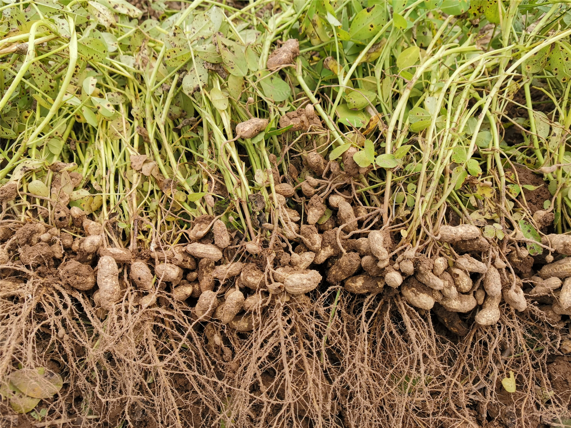 今年人工收花生,半亩地,收了两天|花生|拖拉机|根部_新浪新闻
