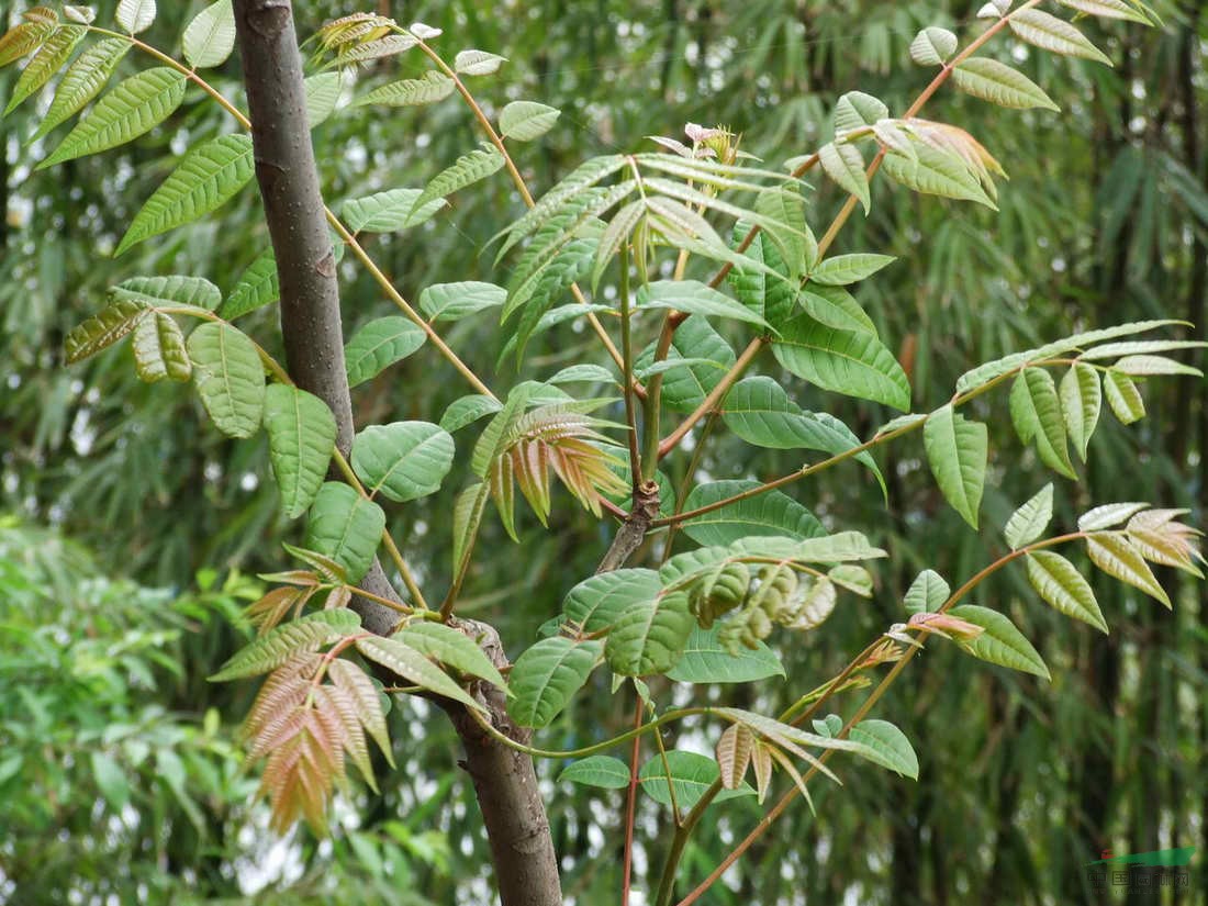 農村常見的香椿葉除了當菜吃外做成香椿葉茶價值更高30元一斤