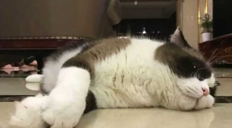 铲屎官跟猫咪说它怀孕了，猫咪一直发愣，不敢相信这是真的！休闲区蓝鸢梦想 - Www.slyday.coM