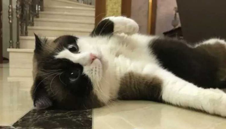 铲屎官跟猫咪说它怀孕了，猫咪一直发愣，不敢相信这是真的！休闲区蓝鸢梦想 - Www.slyday.coM