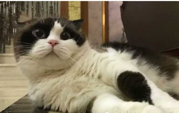 铲屎官跟猫咪说它怀孕了，猫咪一直发愣，不敢相信这是真的！休闲区蓝鸢梦想 - Www.slyday.coM