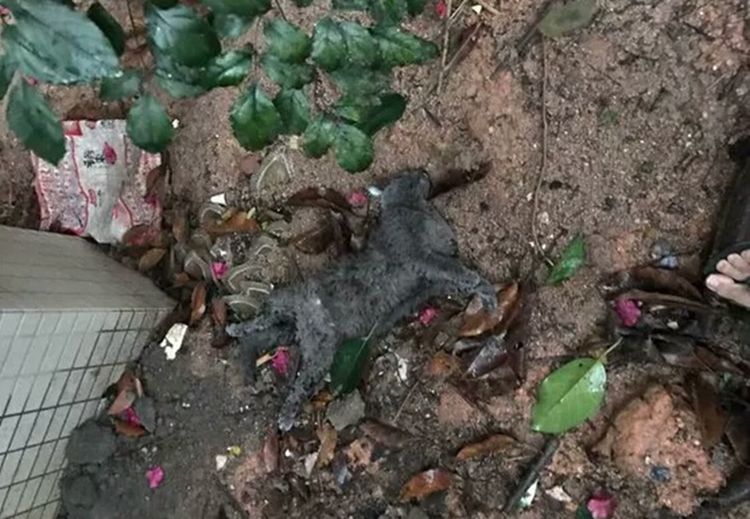 猫咪从17楼坠了下去,只因女主忘记关门窗,画面让人痛心!休闲区蓝鸢梦想 - Www.slyday.coM 猫咪从17楼坠了下去,只因女主忘记关门窗,画面让人痛心!休闲区蓝鸢梦想 - Www.slyday.coM