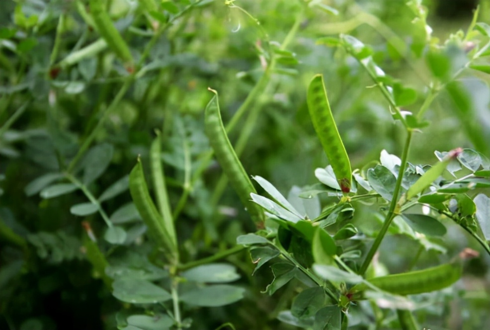 诗经中有一种薇菜它现在的名字叫大野豌豆为何当代人不吃它了