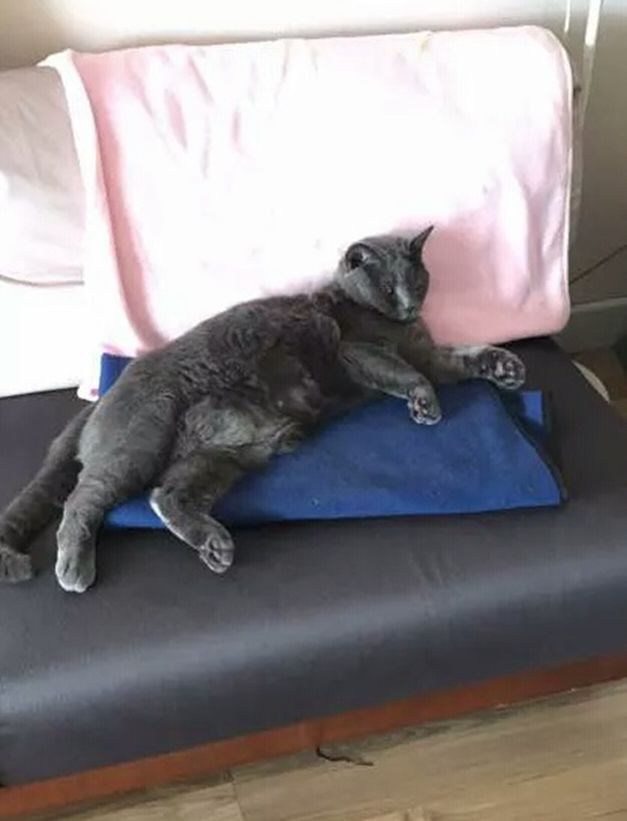 猫咪从17楼坠了下去,只因女主忘记关门窗,画面让人痛心!休闲区蓝鸢梦想 - Www.slyday.coM 猫咪从17楼坠了下去,只因女主忘记关门窗,画面让人痛心!休闲区蓝鸢梦想 - Www.slyday.coM