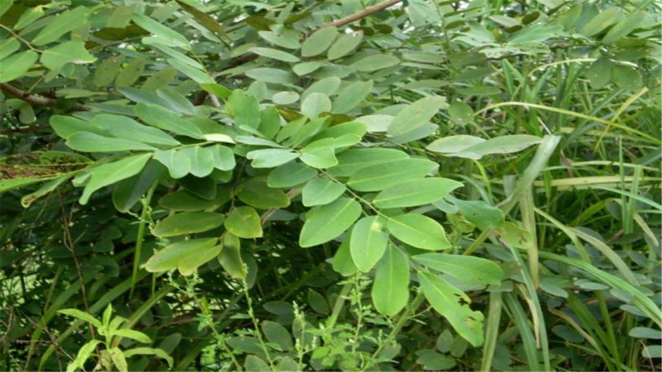 农村砍檀树来当柴烧,却不知道它是高档家具的原料,价值很高|檀树|家具