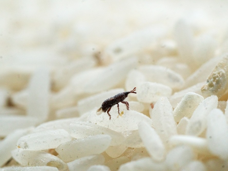 大米里的黑色小虫子到底是从哪里冒出来的看完终于明白了原因