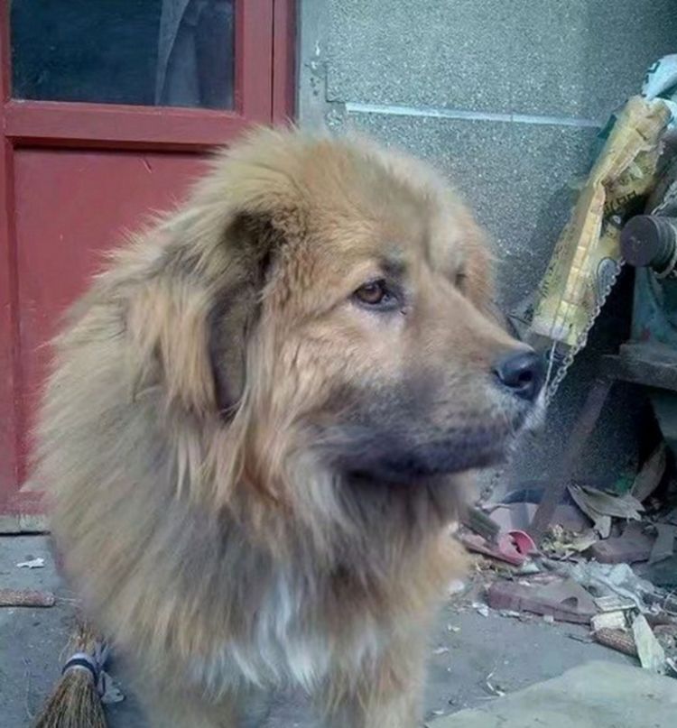 男子高价购买一只藏獒请来朋友们参观结果却让男子崩溃