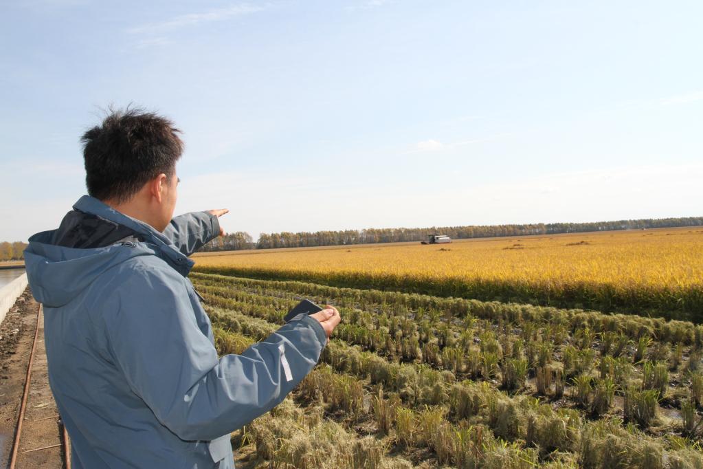 北大荒集团八五〇农场有限公司工作人员李云祥通过手机操控无人收割机。受访者提供