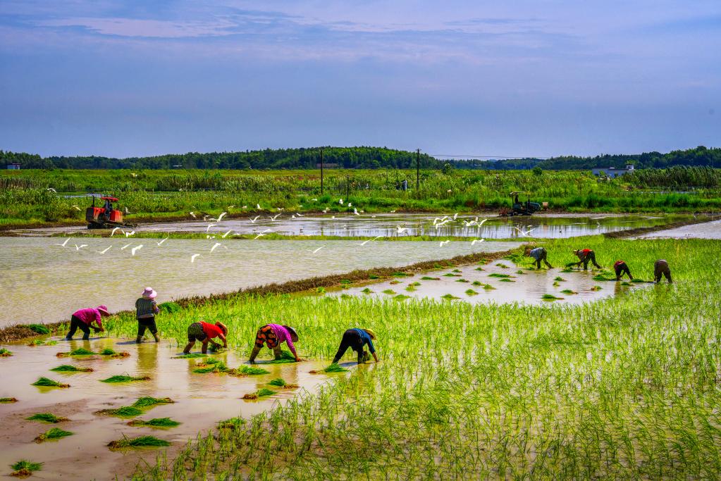 李玉吾的有机稻基地移栽秧苗。受访者提供