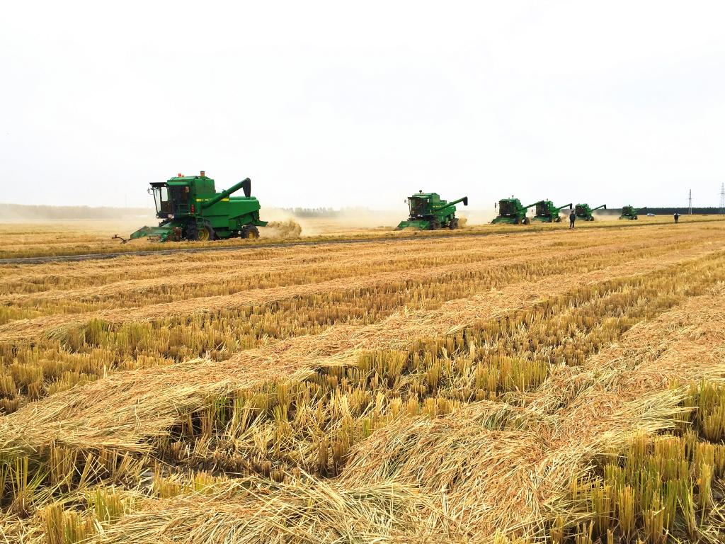 黑龙江北大荒农业股份有限公司七星分公司水稻收割现场。受访者提供