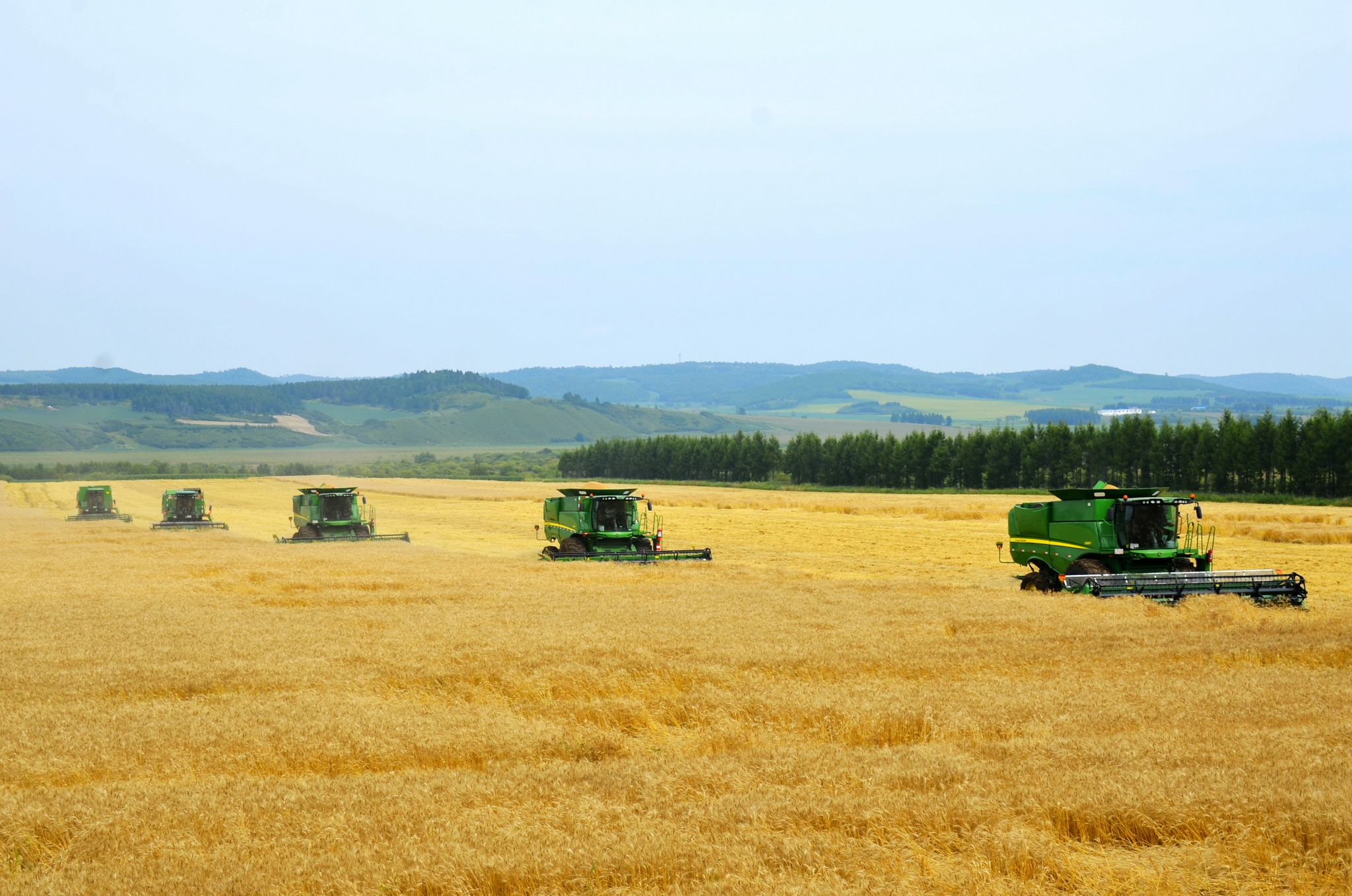 北大荒粮食作物收获告捷 预计总产达460亿斤|北大荒|告捷_新浪新闻