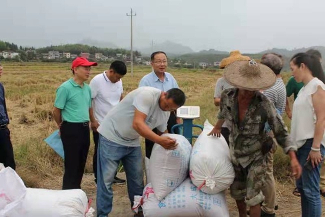 福建浦城优质稻全程机械化高效种植 经济效益持续提升休闲区蓝鸢梦想 - Www.slyday.coM