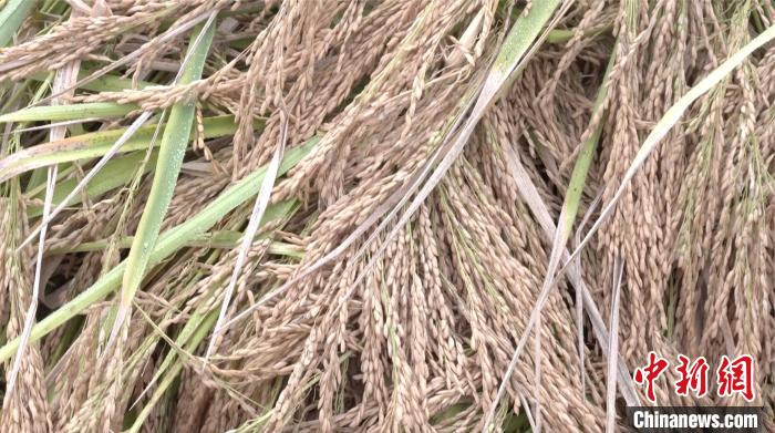1.8米高“巨型稻”迎丰收。潘奕含提供