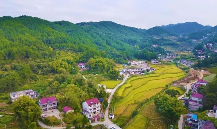 9月25日,在安庆市岳西县天堂镇余安村,村民们开始收割高山水稻.