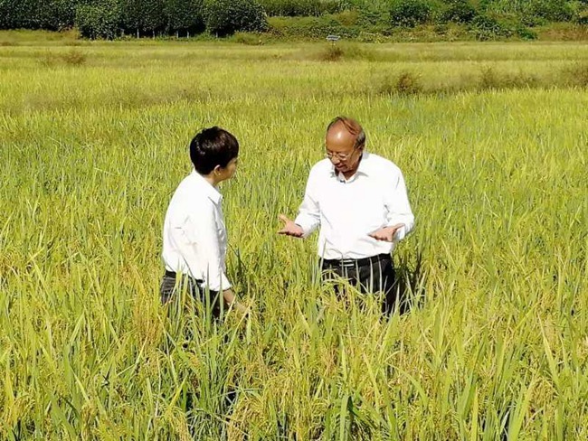 福建浦城优质稻全程机械化高效种植 经济效益持续提升休闲区蓝鸢梦想 - Www.slyday.coM
