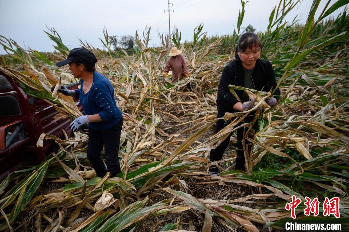 对于一些倒伏的玉米秆，村民需用人工作业方式进行抢收。韦亮 摄