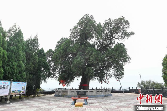 图为大禹渡"大禹神柏". 武俊杰 摄