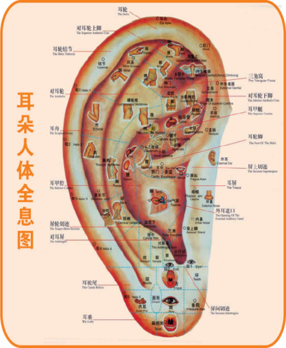 耳朵甲状腺反射区图图片