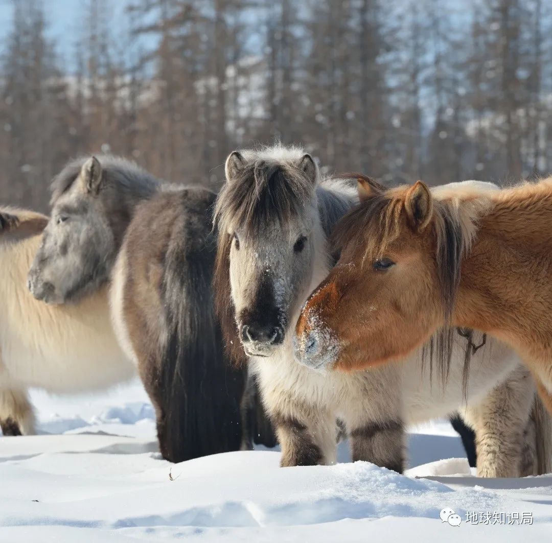 (圖片:shutterstock@spiridon sleptsov)▼(雅庫特馬,非常適應嚴寒