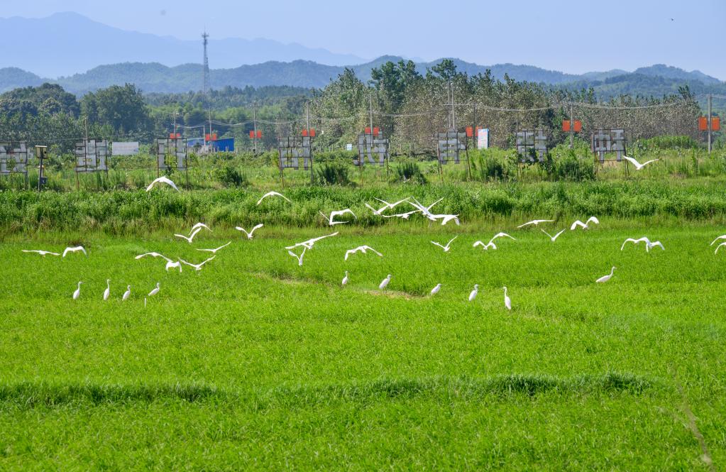 李玉吾的有机稻生产基地。受访者提供