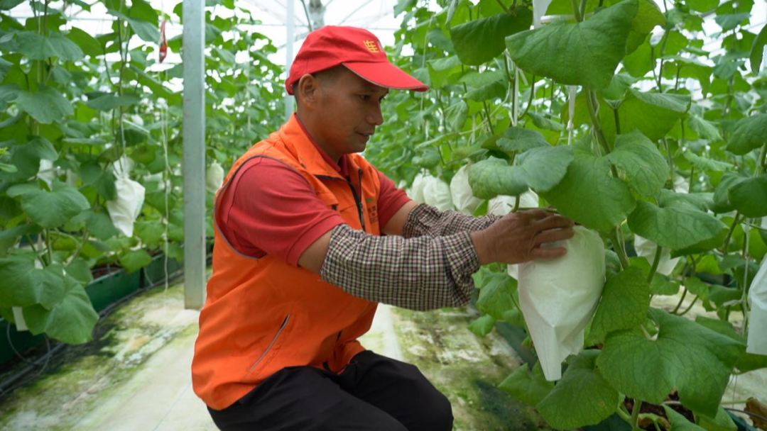 抢先看乡村振兴广东农民的幸福生活