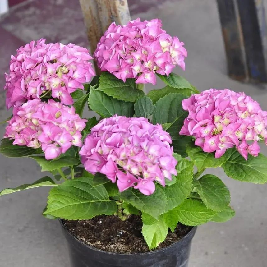 盆栽绣球不开花的7个原因分析,养花新手很容易中招,赶紧多学习|绣球花